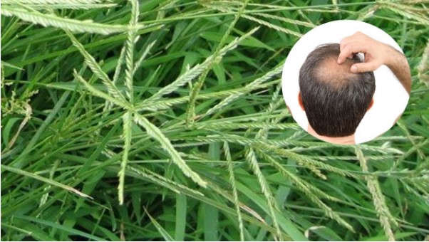 Cách kích thích mọc tóc bằng cỏ mần trầu