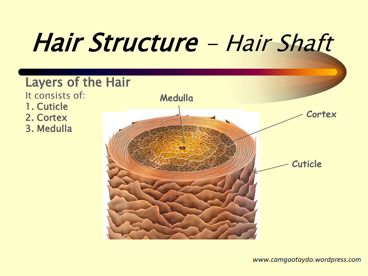 cấu trúc sinh học của sợi tóc