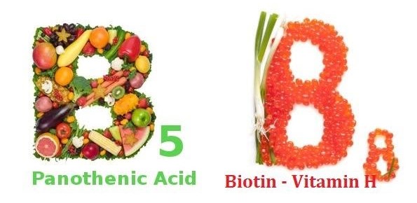 Vitamin B5 và Vitamin H